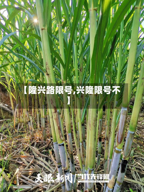 【隆兴路限号,兴隆限号不】-第2张图片