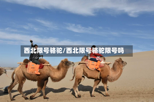 西北限号骆驼/西北限号骆驼限号吗