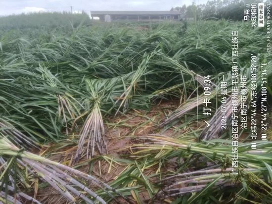 台风“美莎克”对广西甘蔗的初步影响分析